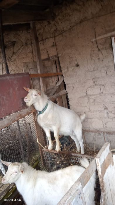 Продам козла Зааненский