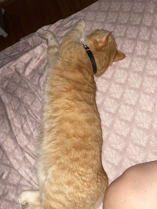 Отдаю в добрые руки кота