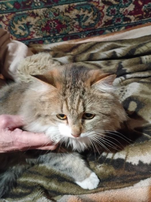 Продам двух котов.