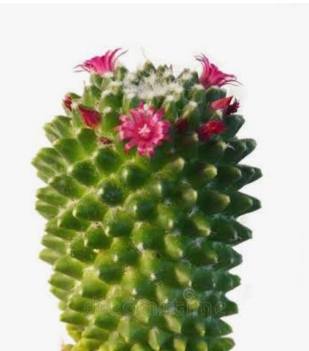 Продам кактусы и суккуленты.