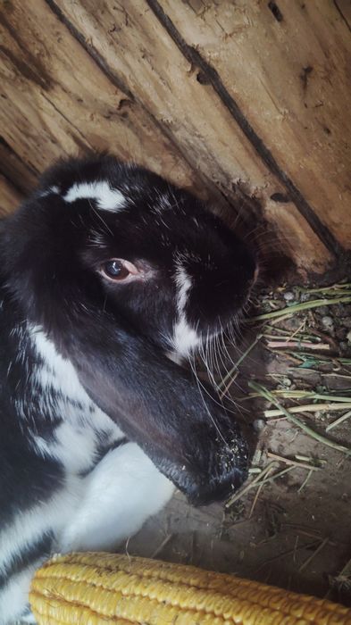 Iepuroaica berbec german de vânzare