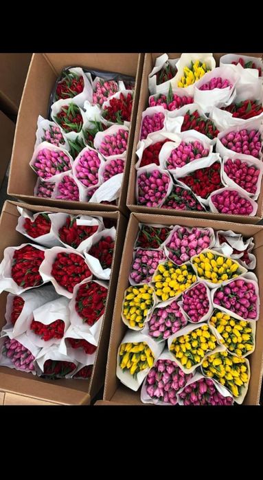 Большие тюльпаны Алматы