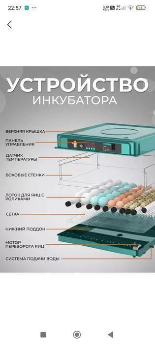 Инкубатор мини жужа учун