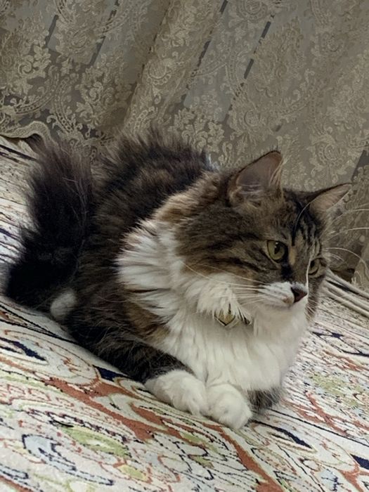 Отдам в добрые руки Кошку