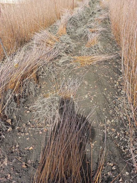 БЕРЁЗА (ок кайин) кучатлари 60 -400 см