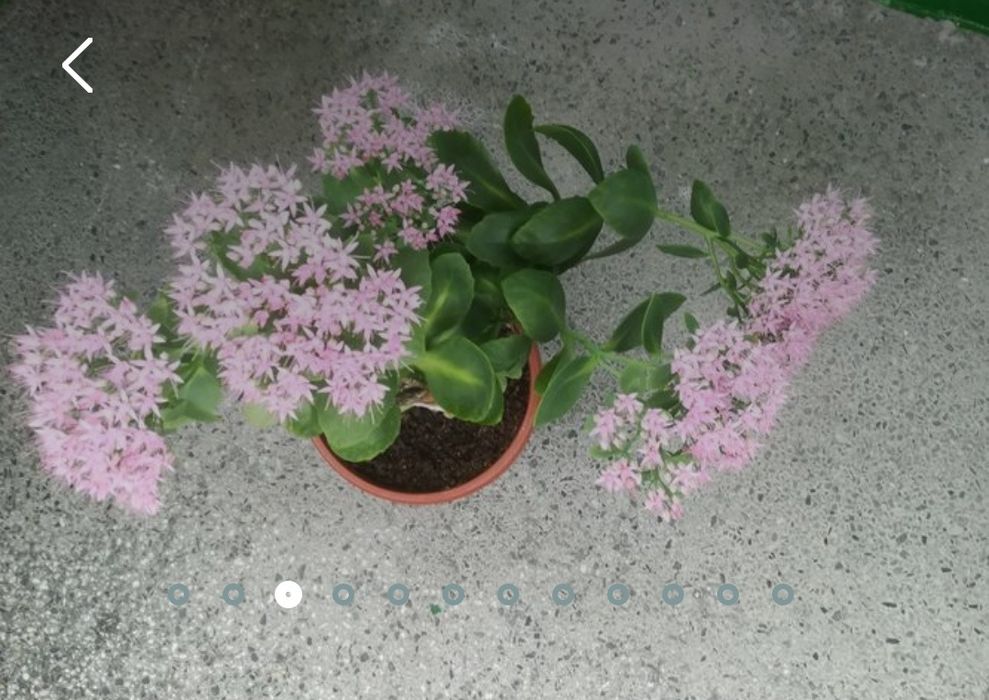 Дебела Мара и красиво Восъче!