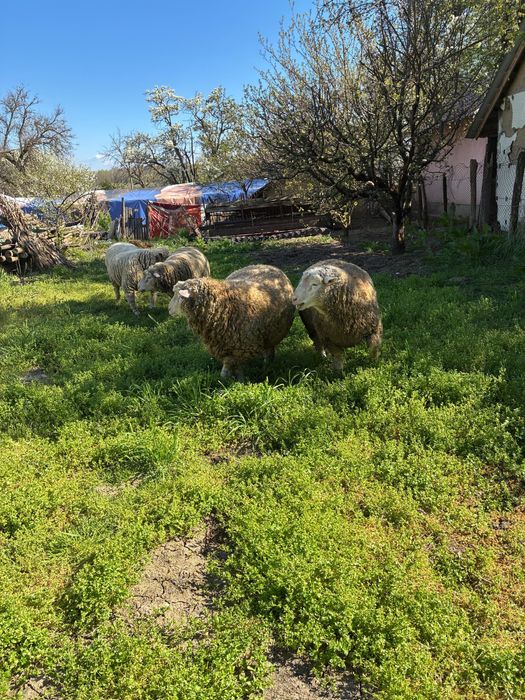 Berbecuti Il de France de monta