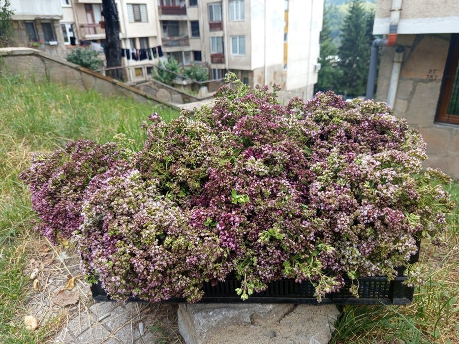 Балкански чай/Риган