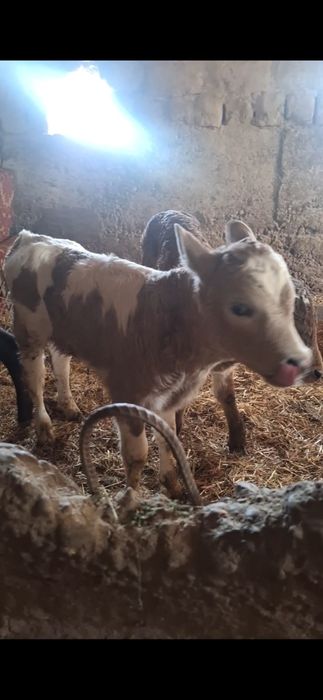 бузаулар сатылады порода