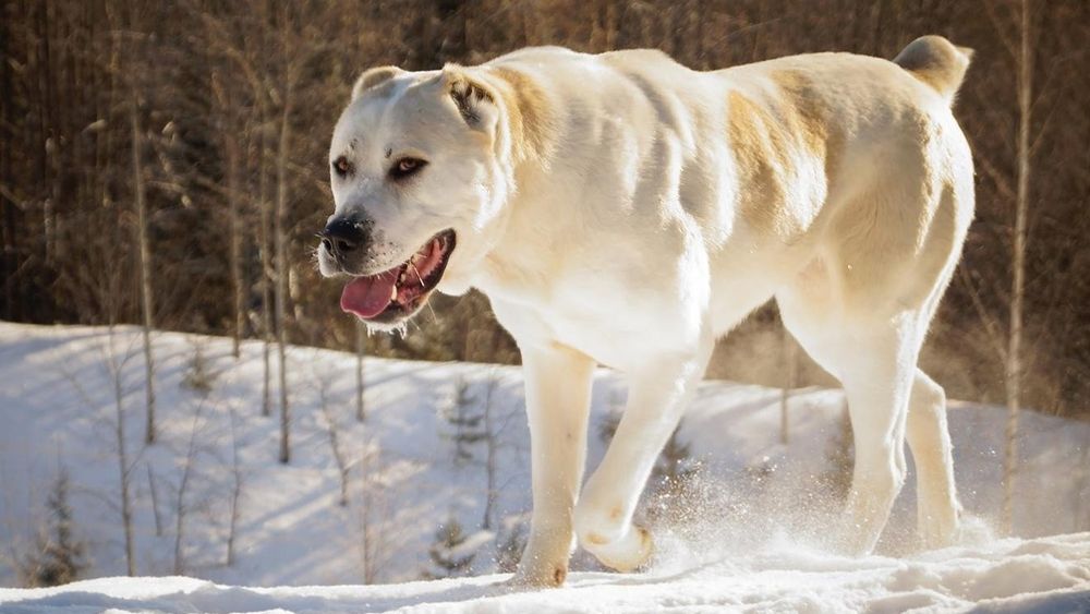 Среднее азиатская овчарка