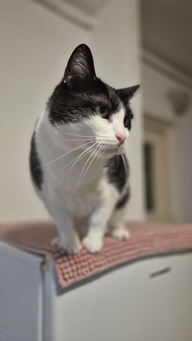 Mica pisica cauta familie