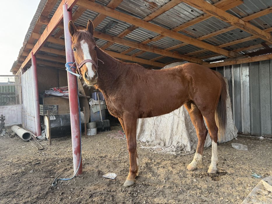 Англо-араб байтал