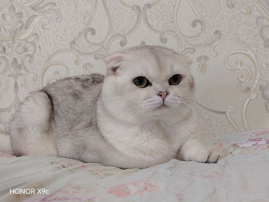 folt Biritanski shinshilla