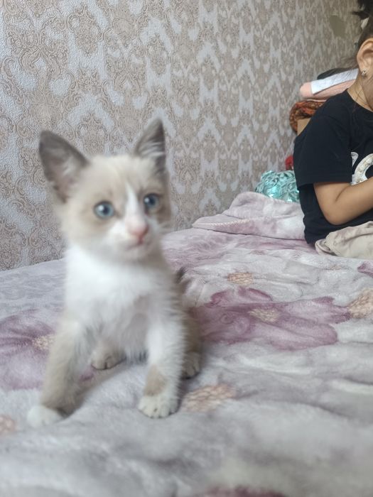 сиамские котятаа