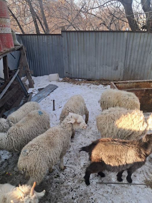 Тоқтылар,лақтар сатылады