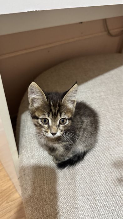 Мысык беремин ТЕГІН!