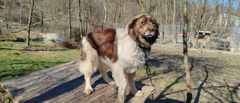 Rollo, pentru adoptie responsabila