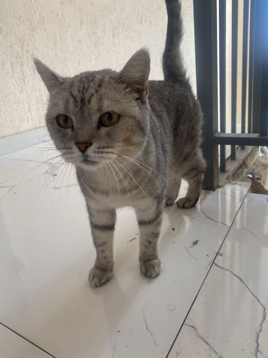 Отдам кошку, девочка