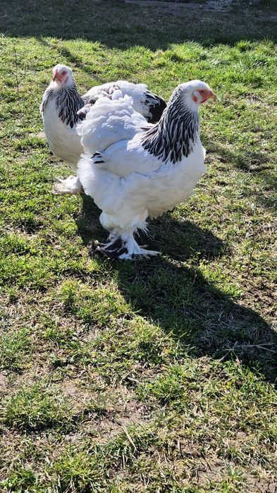 Puicute Brahma Herminat Deschis