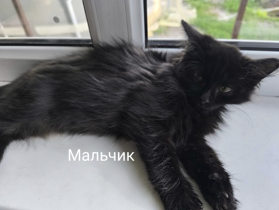 Отдам котят в добрые руки