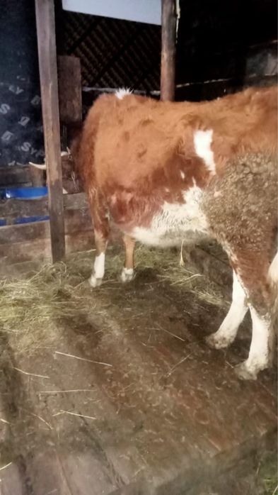 Продам корову.      .