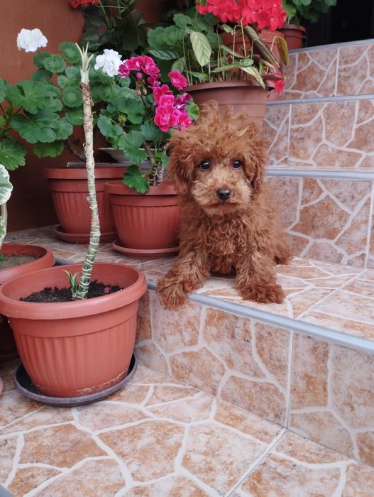 Той Пудел Toy Poodle.