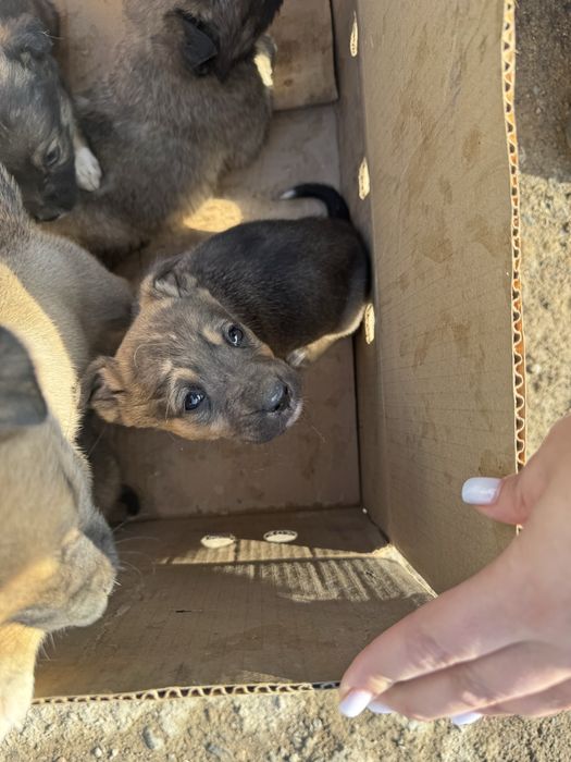 Щенята в хорошие руки ДАРОМ