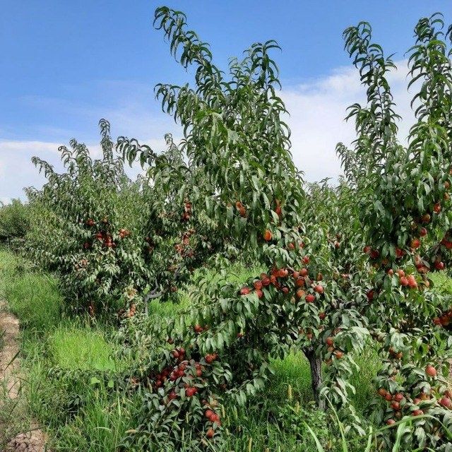 КУЧАТЛАР Хамма турдаги мевали кучатларимиз бор сортига кафолат берилад