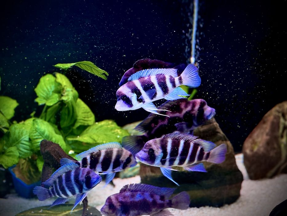 Аквариум Aquael 500 л