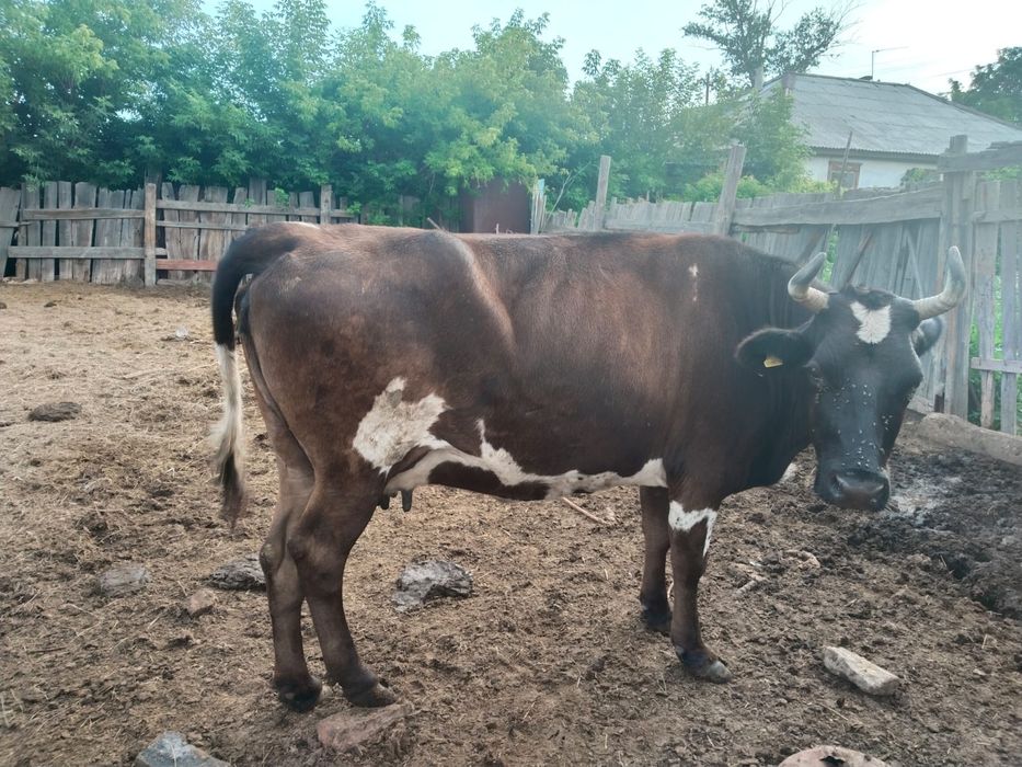 Продам коров и телок