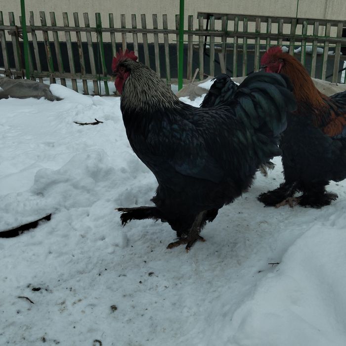 Петухи породистые