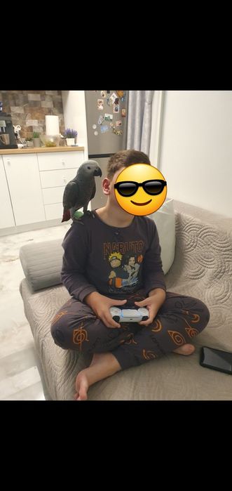 Papagal Jako(African gray) mascul 4 luni test ADN  foarte bland