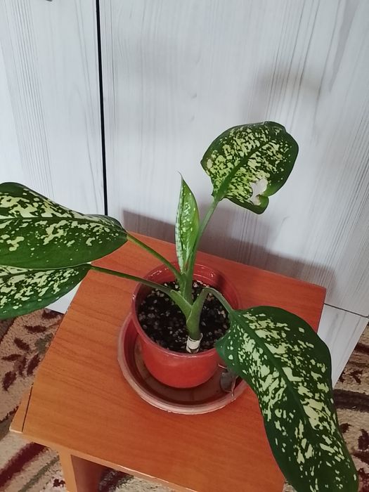 Комнатные растения 500 тенге