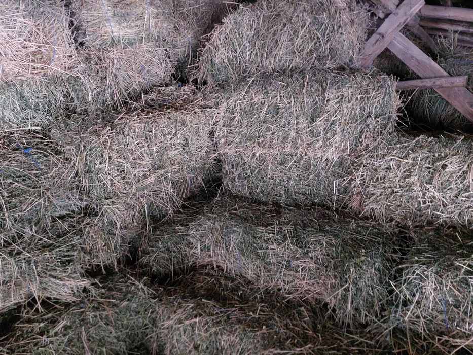 Бали люцерна втори откос