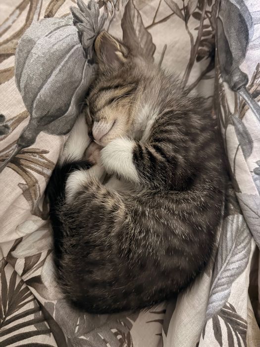 Adopție pui de pisică