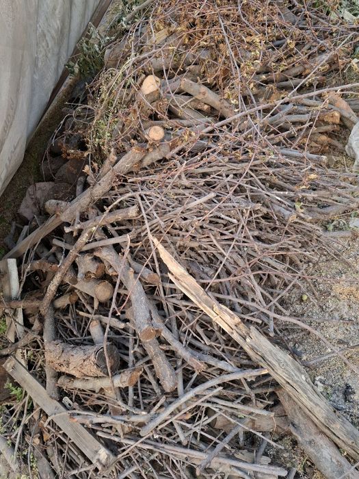 O'rik daraxtidan o'tin sotiladi