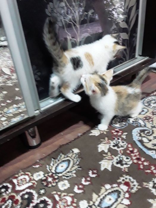 Котята в добрые руки