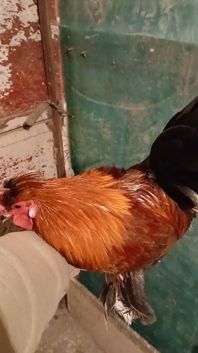 Прадам карлика питушка