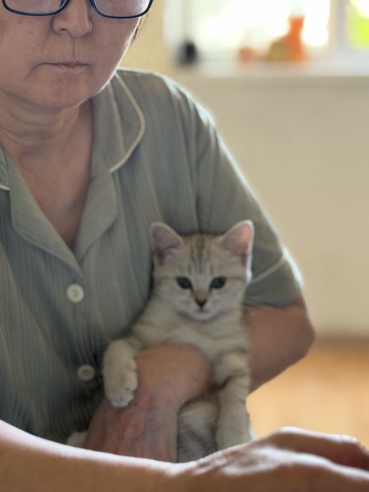 продается девочка скоттиш фолд 2мес