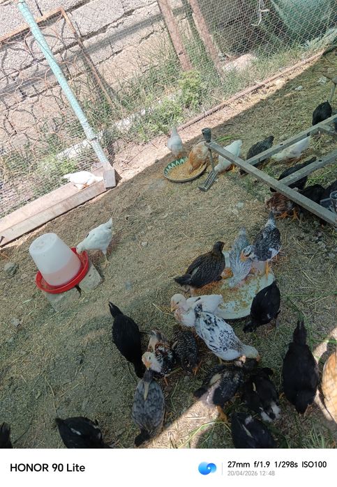 Цыплята домашние