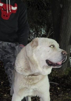 Алабай САО чемпион