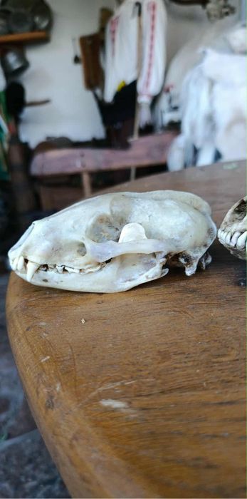 Кукерски маски рога черепи от крави, лисици, язовци,чакали,опашки