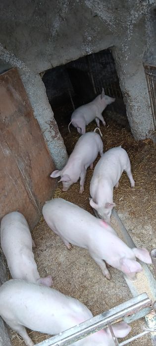 Vând iepuri de casa