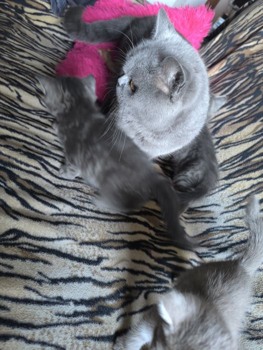 Британские котята