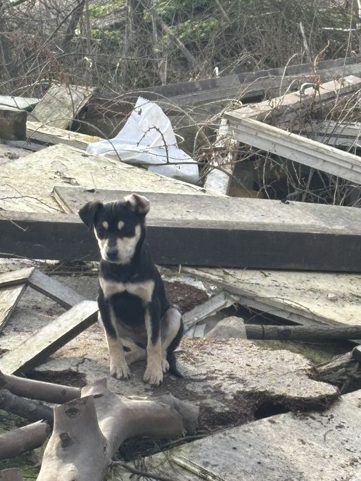 Кученца малка порода