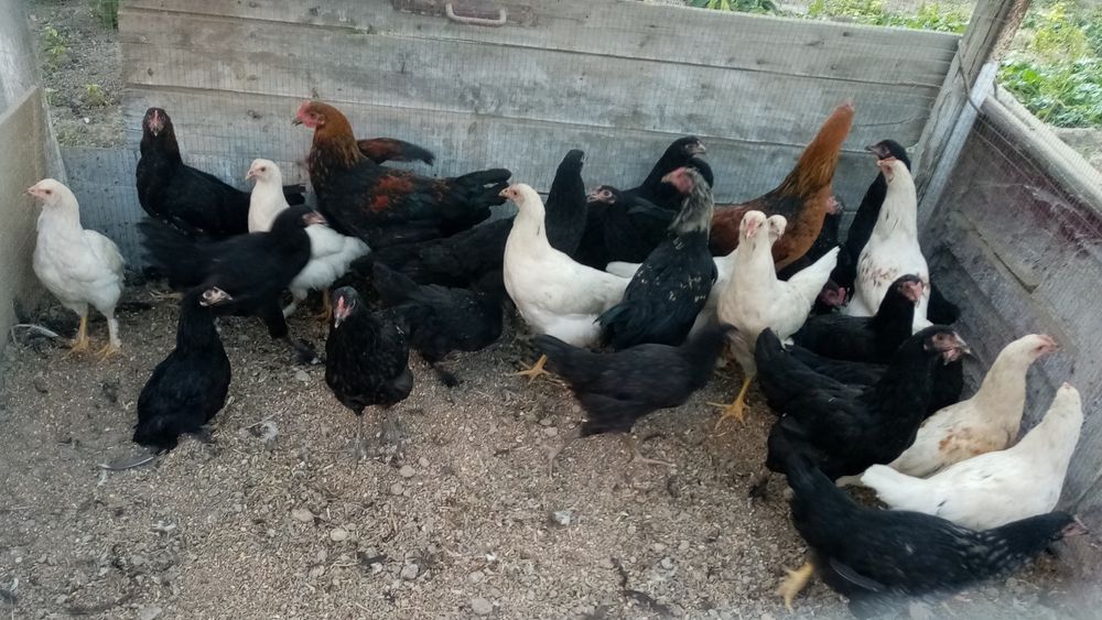 Сотилади кора товуклар ва хороз домашние