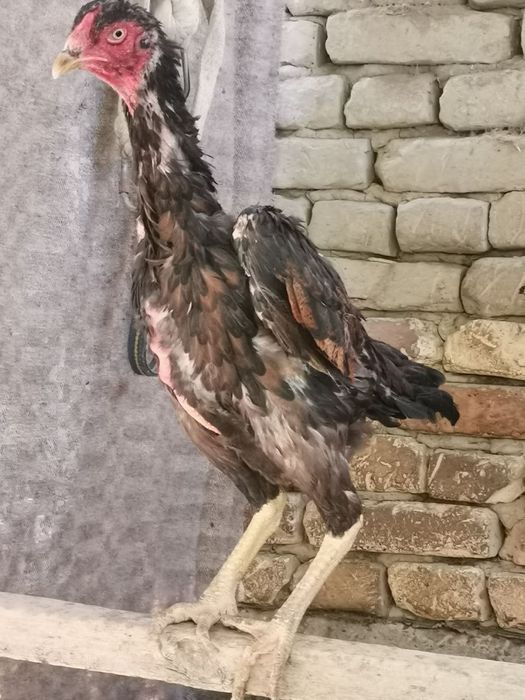 Dakan bedana par tovuk