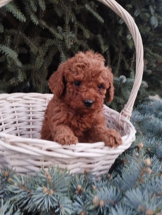 Той Пудел poodle toi