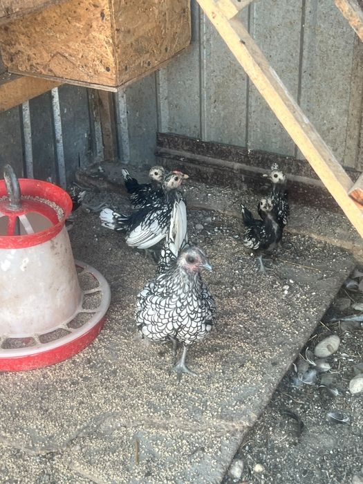 Găini sebricht maturi și pui