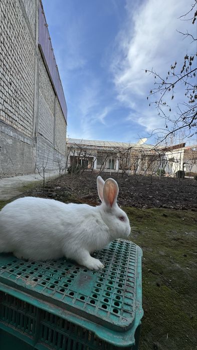 Qiyon sotiladi.donasi